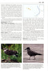 Gulls of the World, Klaus Malling Olsen. A Photographic Guide